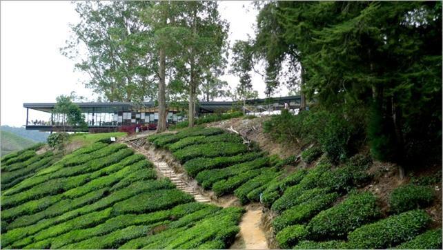 Azizi&Yati Muslim Homestay Cameron Highlands Zewnętrze zdjęcie